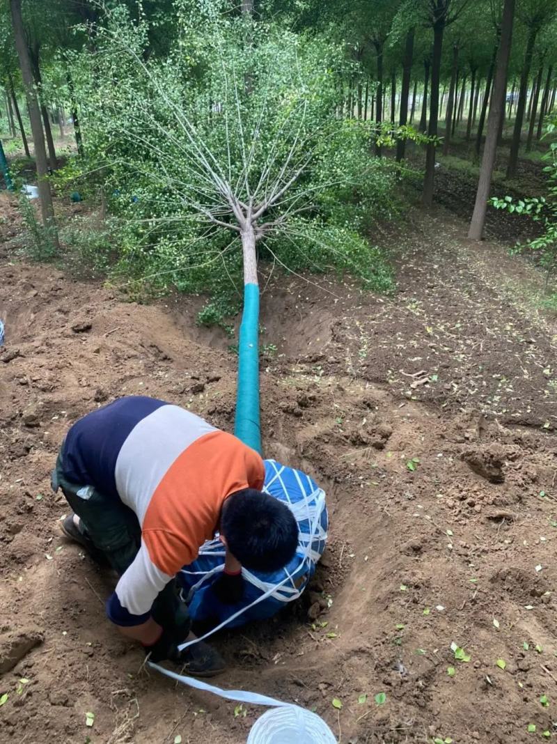丝棉木苗现挖现卖基地直发低价规格齐全