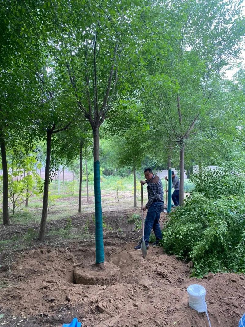 丝棉木苗现挖现卖基地直发低价规格齐全