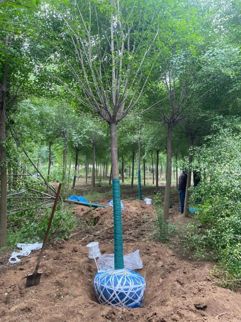 丝棉木苗现挖现卖基地直发低价规格齐全