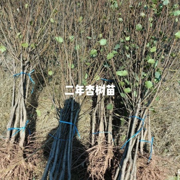 杏树苗嫁接苗现挖现卖苗木基地直发品种纯正