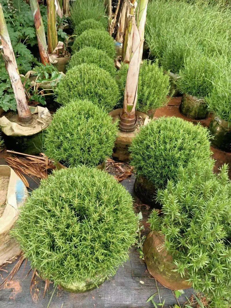 小丑火棘苗杯苗地苗金边火棘花边火棘优质品种