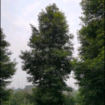 桢楠苗