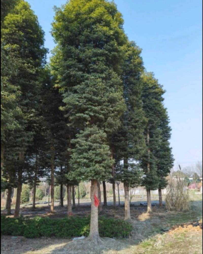 桢楠苗