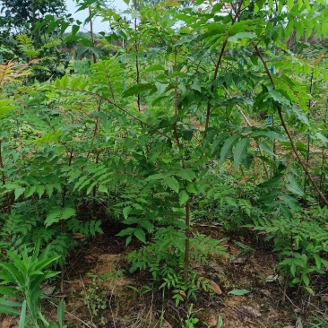 黄连木树苗规格齐全1-15公分大量现货工程苗精品苗