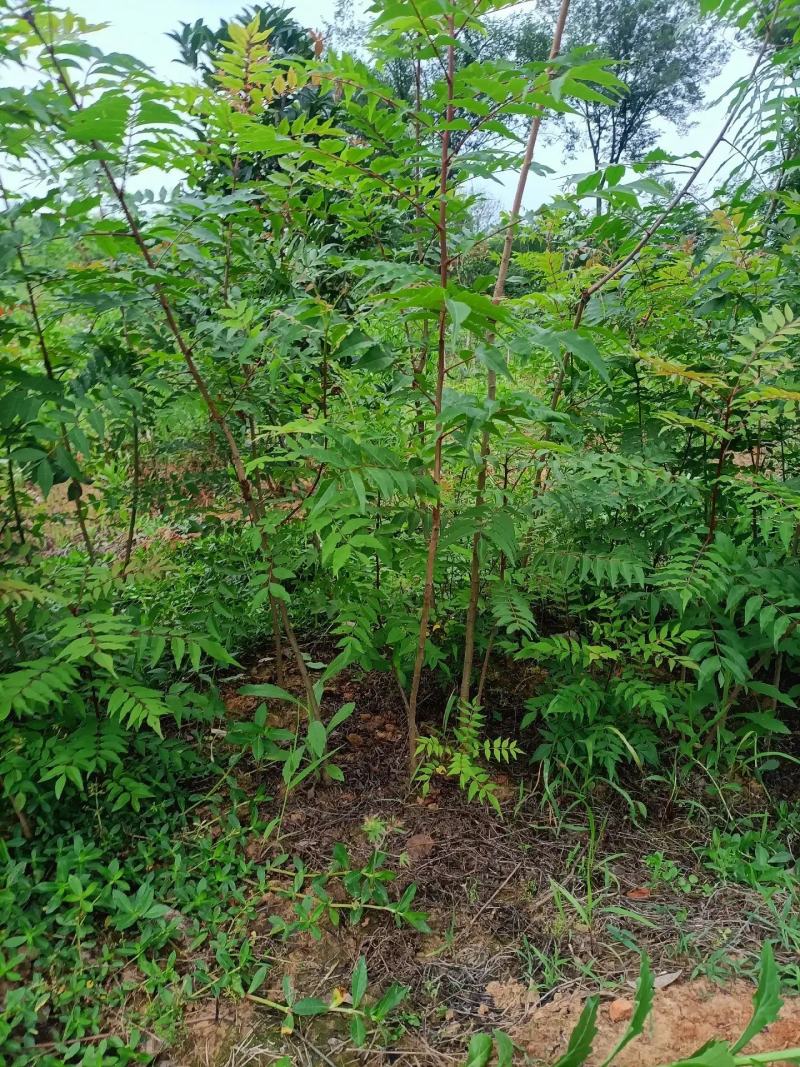 黄连木树苗规格齐全1-15公分大量现货工程苗精品苗