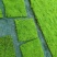苔藓，野生苔藓，公园，专用绿化，给人们带来舒服新鲜空气