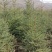 云杉苗规格齐全品种纯种防沙护林苗基地批发低价