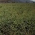 云杉苗规格齐全品种纯种防沙护林苗基地批发低价