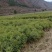 云杉苗规格齐全品种纯种防沙护林苗基地批发低价