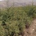 云杉苗规格齐全品种纯种防沙护林苗基地批发低价