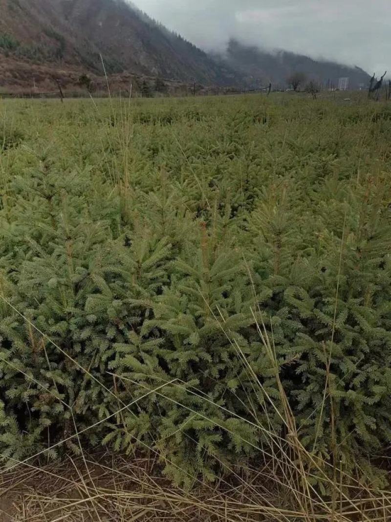 云杉苗规格齐全品种纯种防沙护林苗基地批发低价
