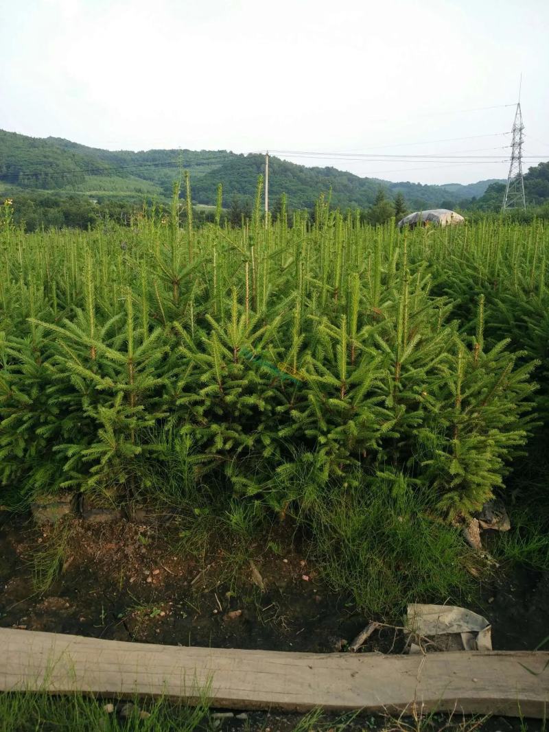 云杉苗规格齐全品种纯种防沙护林苗基地批发低价