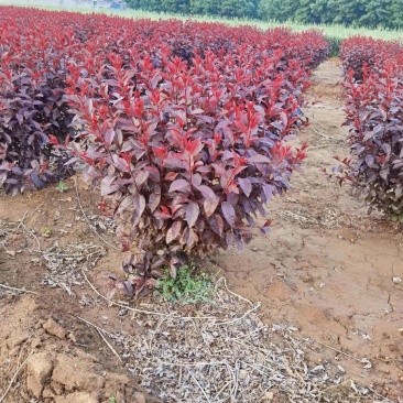 紫叶矮樱苗矮樱花大量批发出售优质苗低价