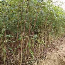 紫穗槐小苗