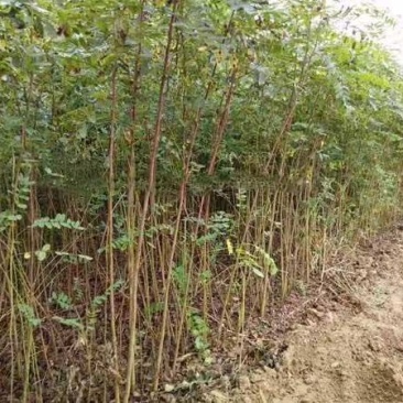 紫穗槐小苗