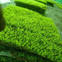 人工苔藓，绿化专用