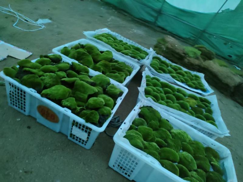 人工苔藓，绿化专用