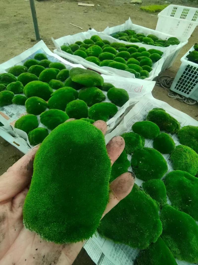 人工苔藓，绿化专用
