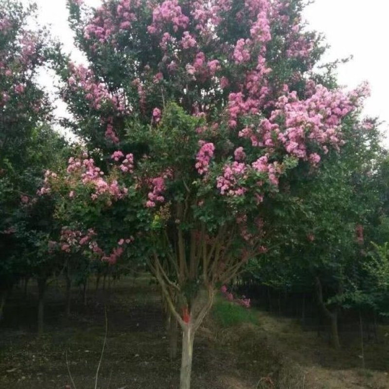 紫薇树