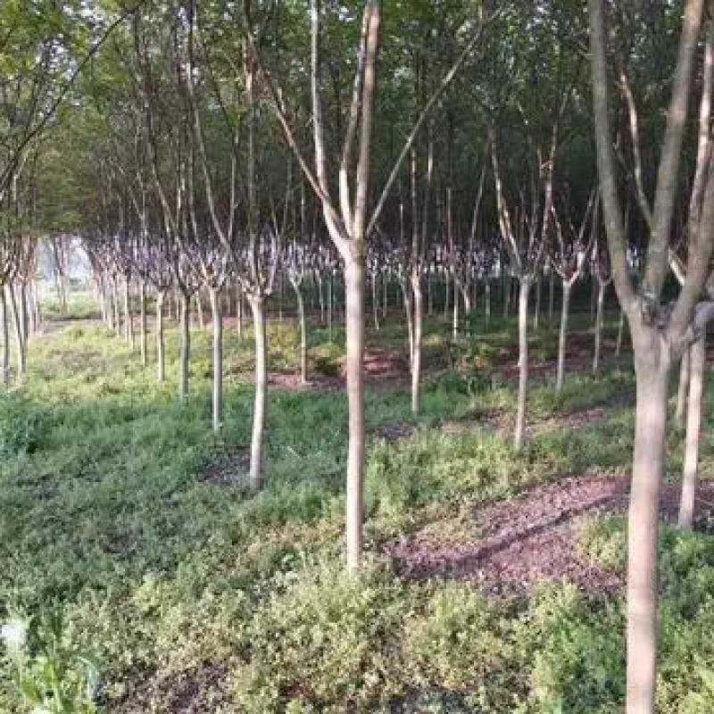 紫薇苗高杆紫薇3公分5公分8公分12公分15公分