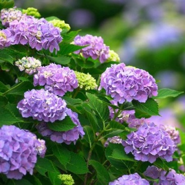 紫阳花