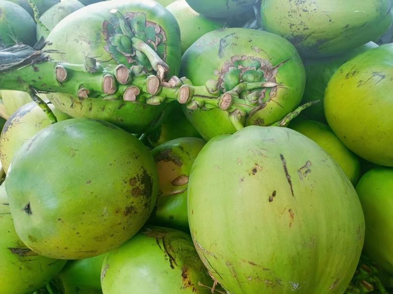 【椰子】海南椰子原产地货源充足保证质量，现摘现装整车发货