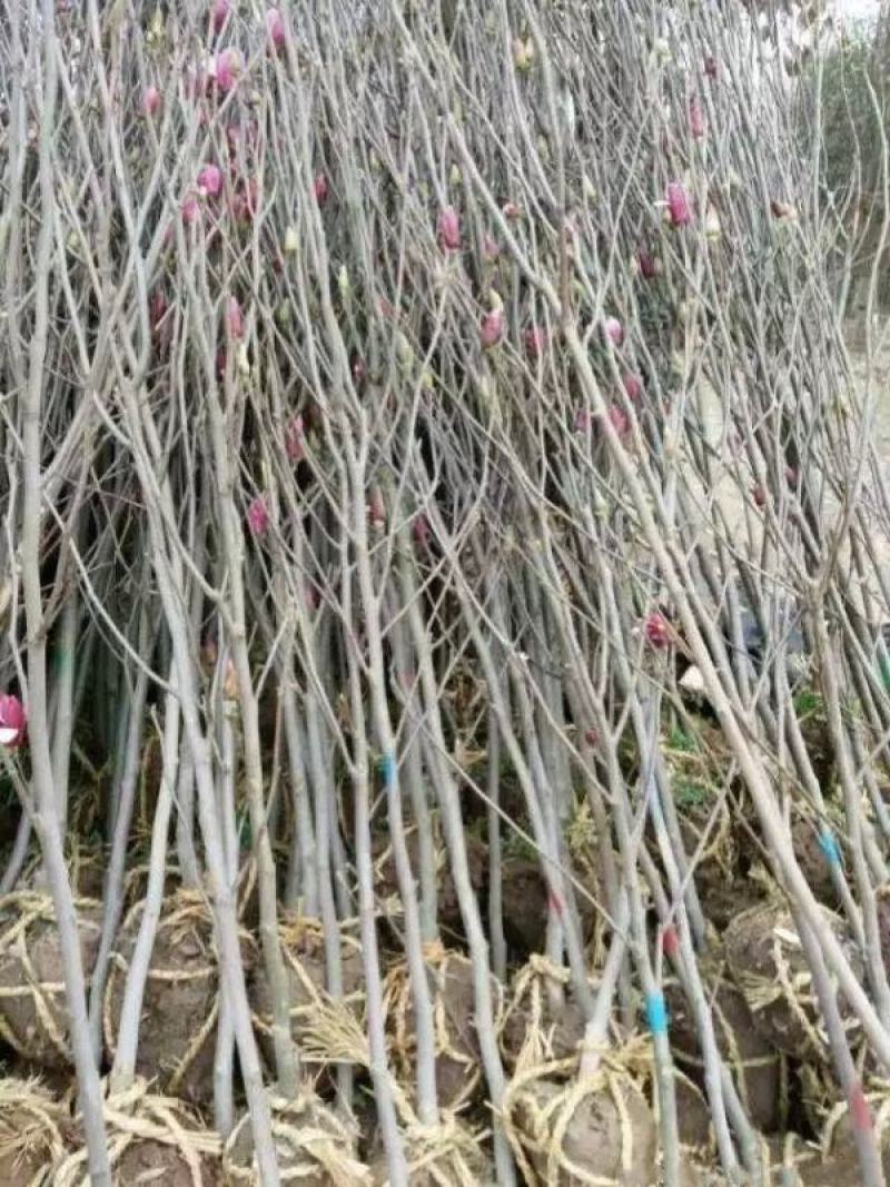 紫玉兰小苗