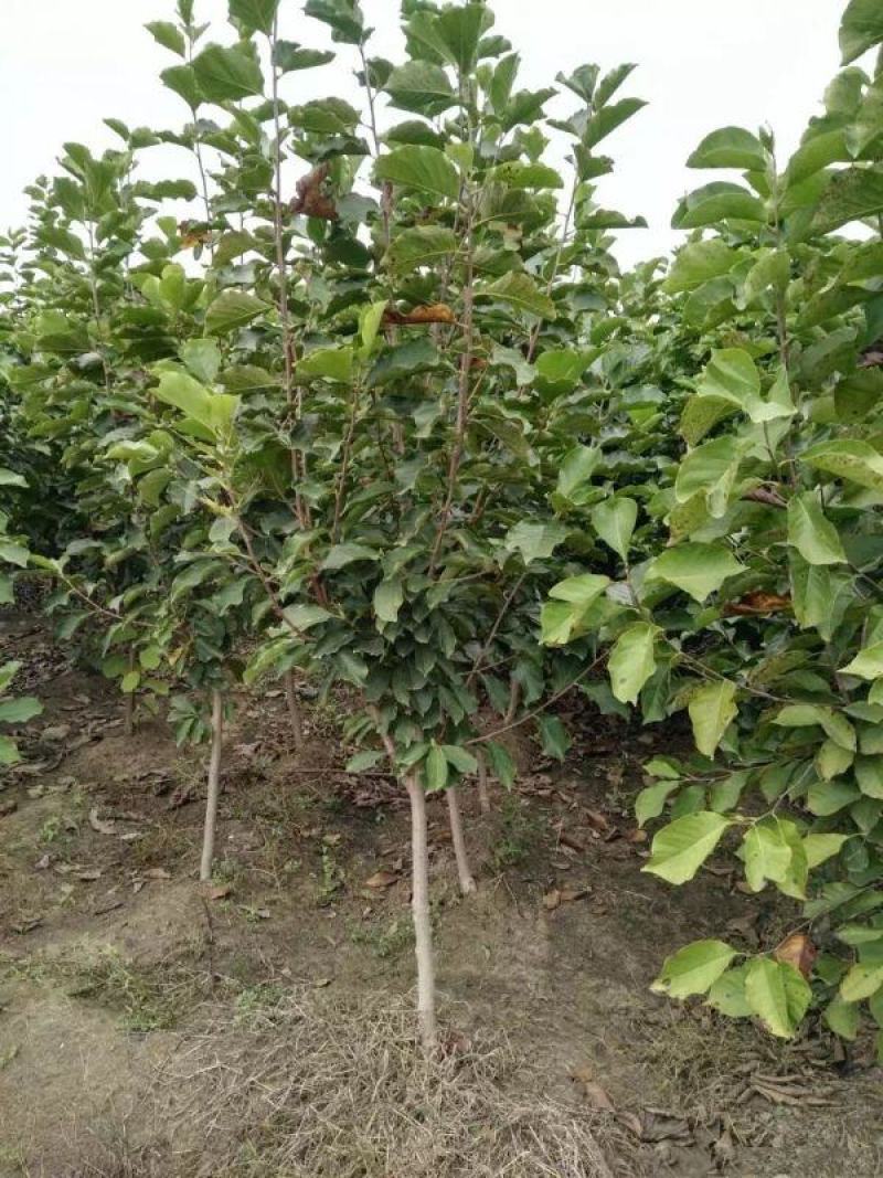 紫玉兰小苗