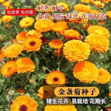 金盏菊种子金盏花种子四季易种花种子长生菊花海观赏花卉种子