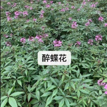 醉蝶花