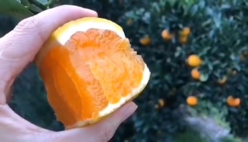 秭归橙子伦晚春橙中华红橙，夏橙农户一手货源挂树鲜果