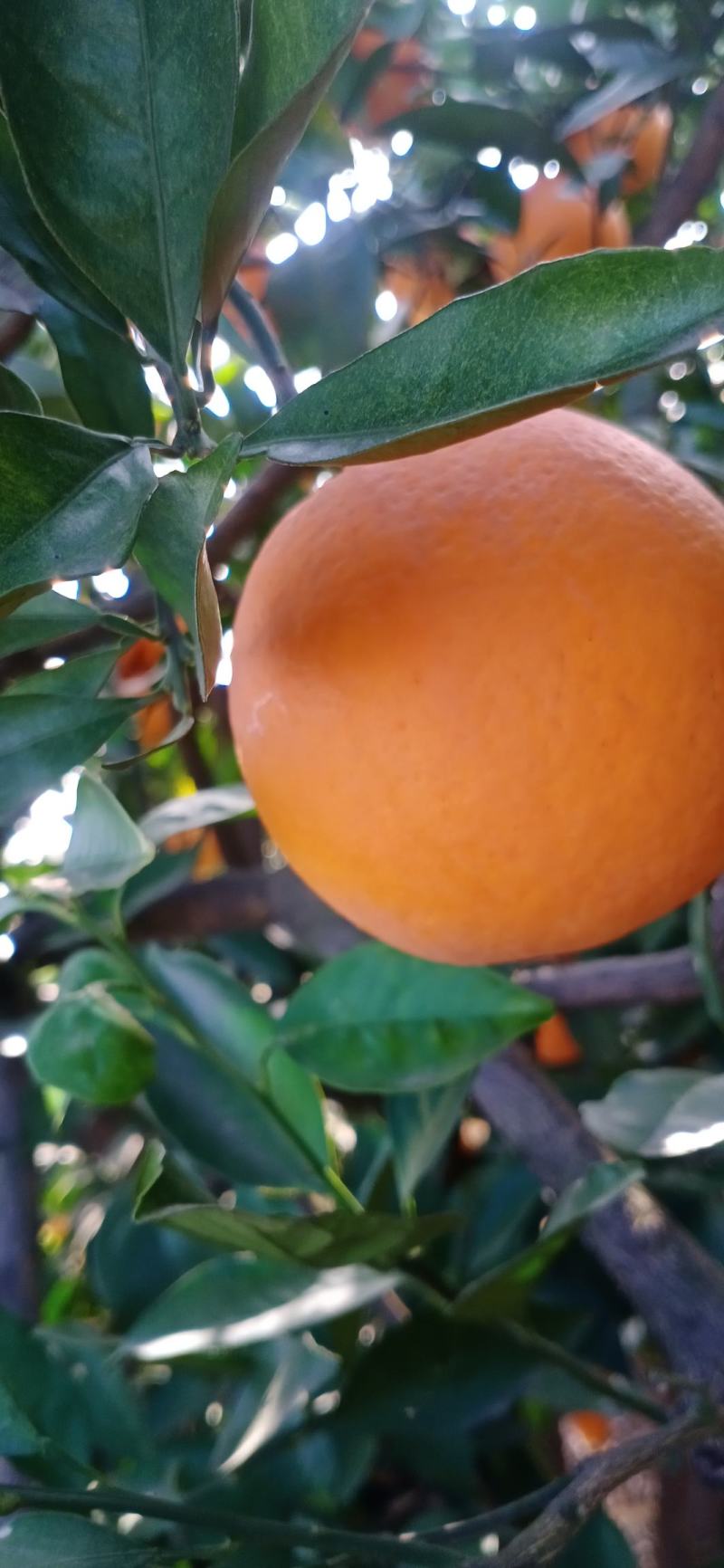 秭归橙子伦晚春橙中华红橙，夏橙农户一手货源挂树鲜果