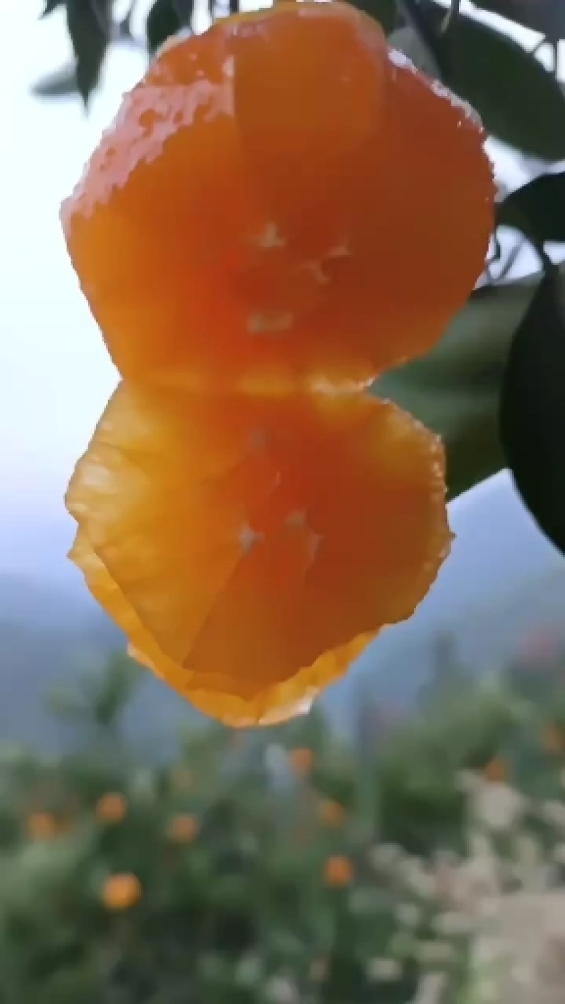 秭归橙子伦晚春橙中华红橙，夏橙农户一手货源挂树鲜果