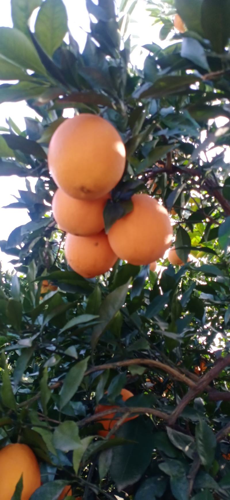 秭归橙子伦晚春橙中华红橙，夏橙农户一手货源挂树鲜果