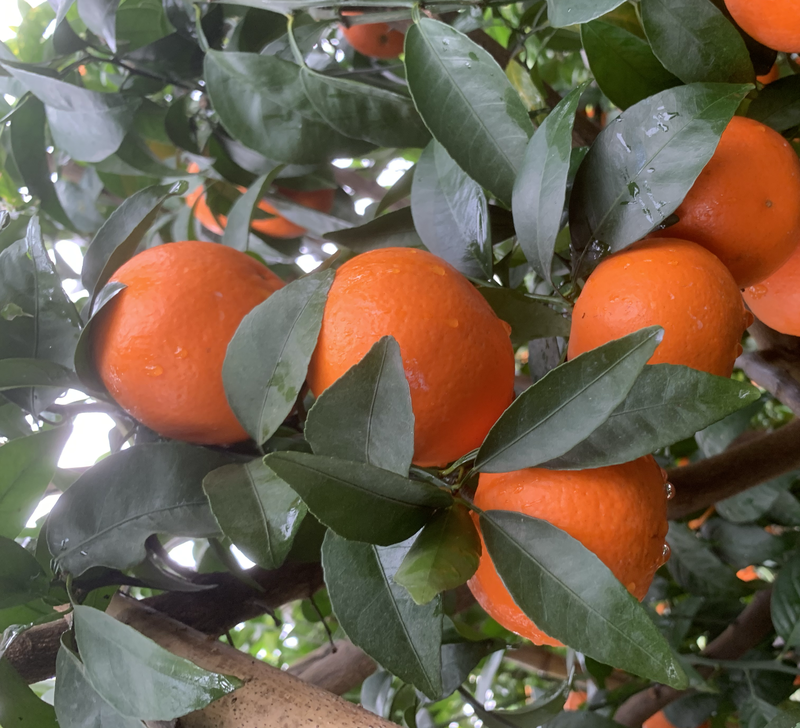 橙子广西扶绥沃柑口感好甜度高大量上市价格优惠欢迎联系