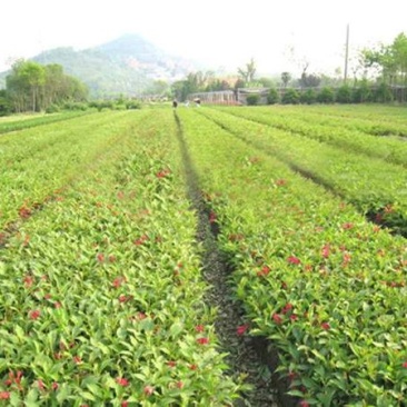 锦带花
