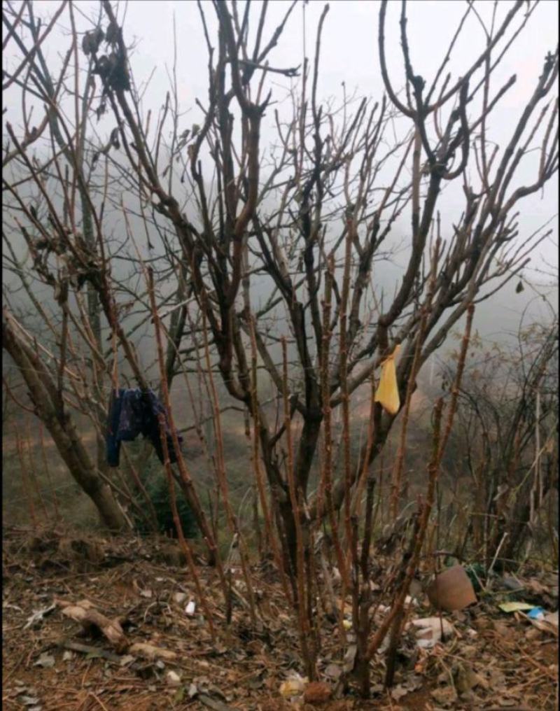 荆棘