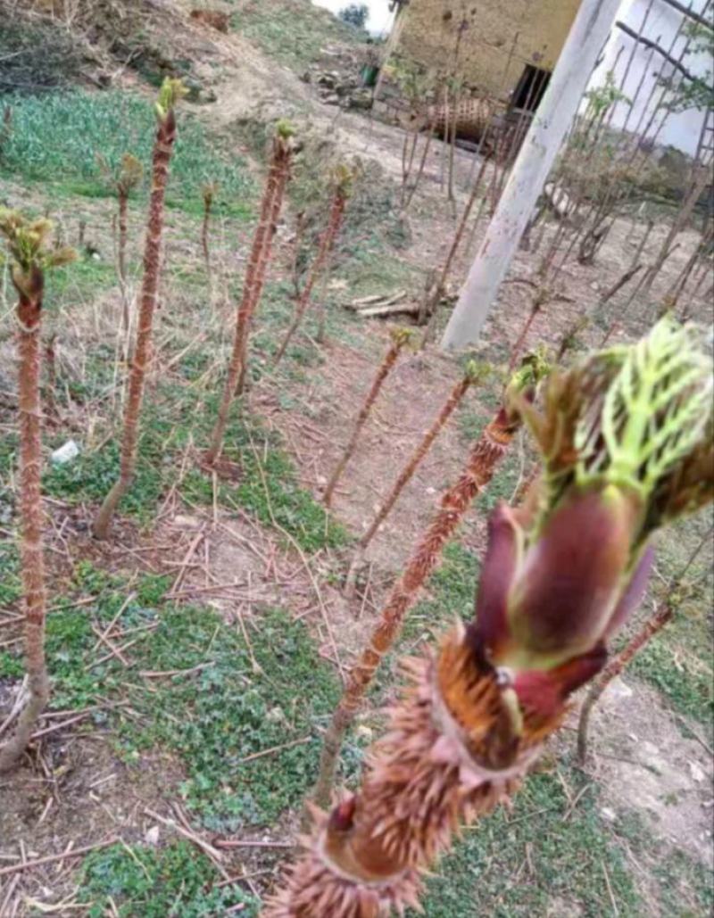 荆棘