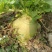 新鲜大头菜