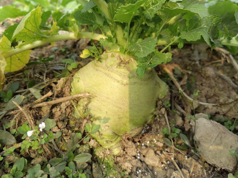 新鲜大头菜