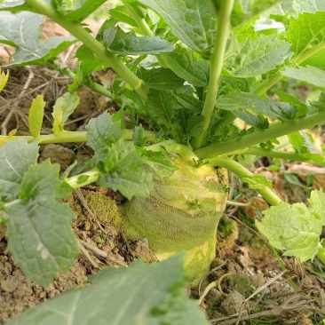 新鲜大头菜