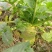 新鲜大头菜