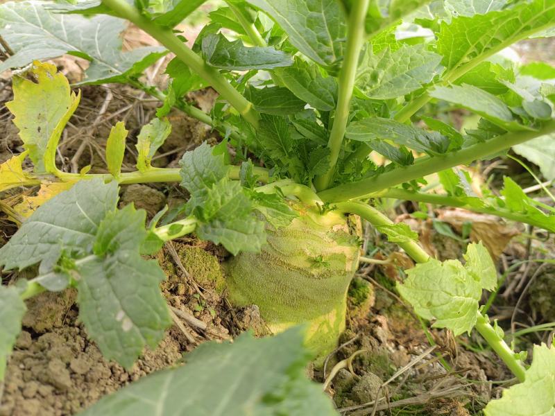 新鲜大头菜