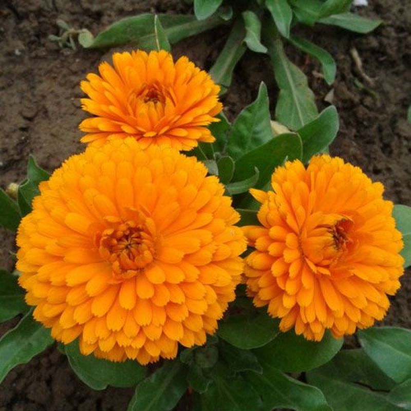 金盏菊种子金盏花种子四季易种花种子长生菊花海易种盆栽耐寒