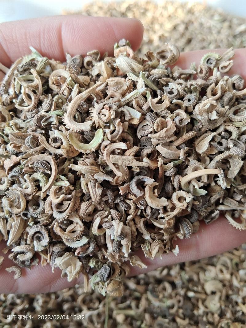 金盏菊种子金盏花种子四季易种花种子长生菊花海易种盆栽耐寒