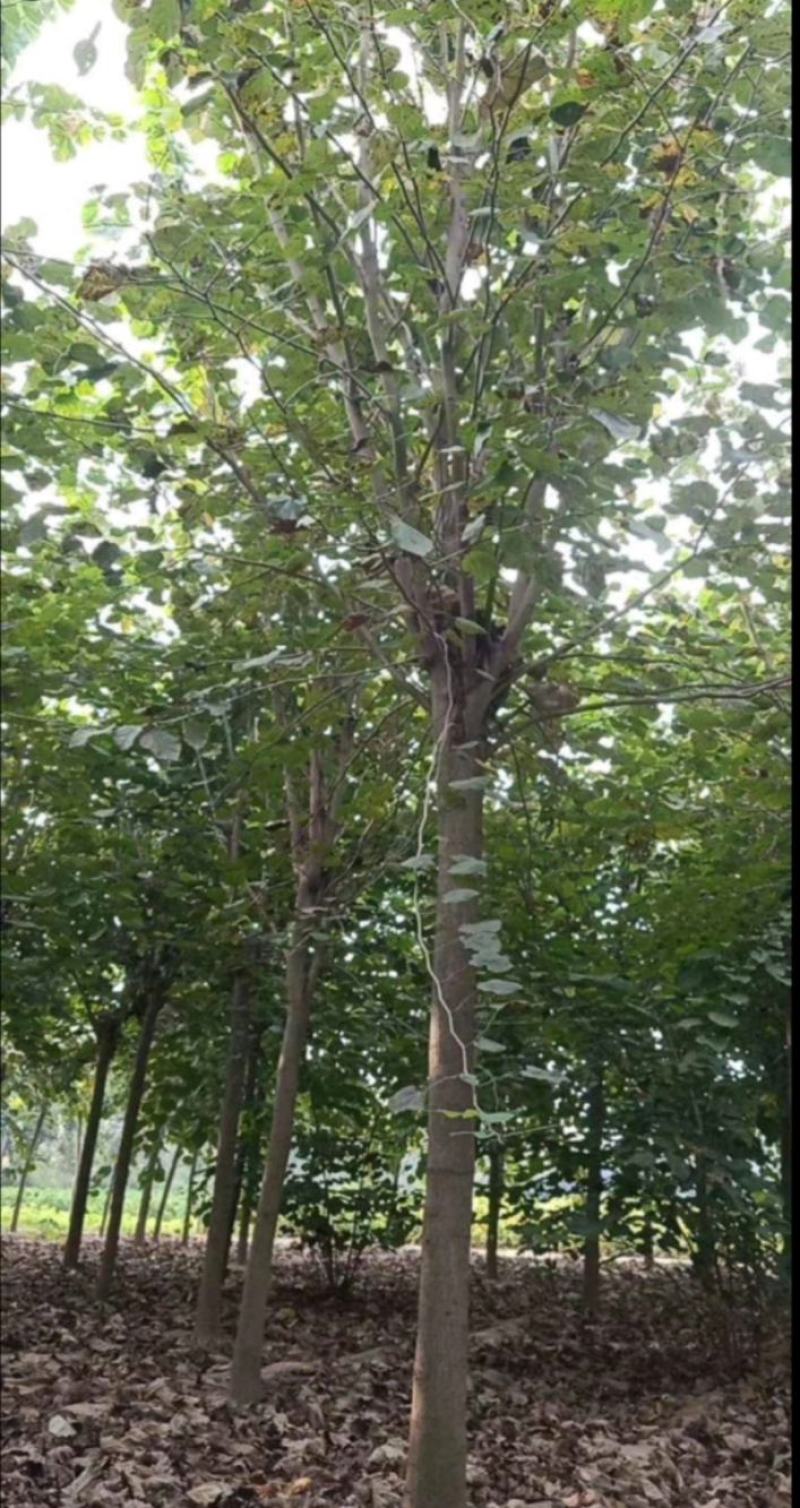 巨紫荆