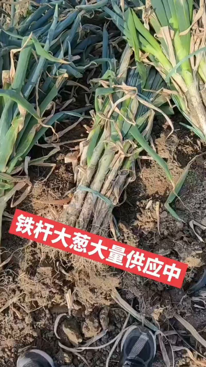 周口铁杆刚葱大量供应基地直供实力代办保证质量