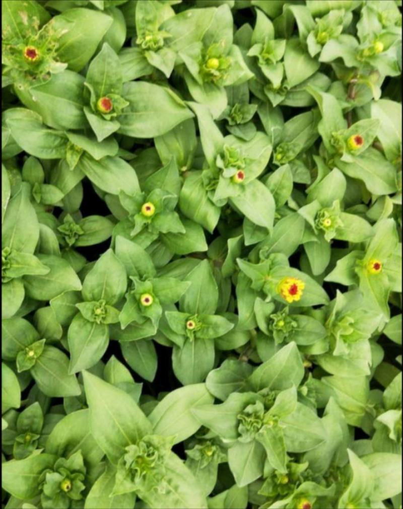 百日草
