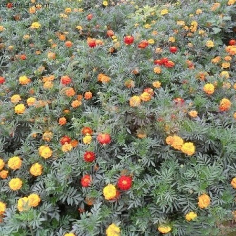 孔雀草