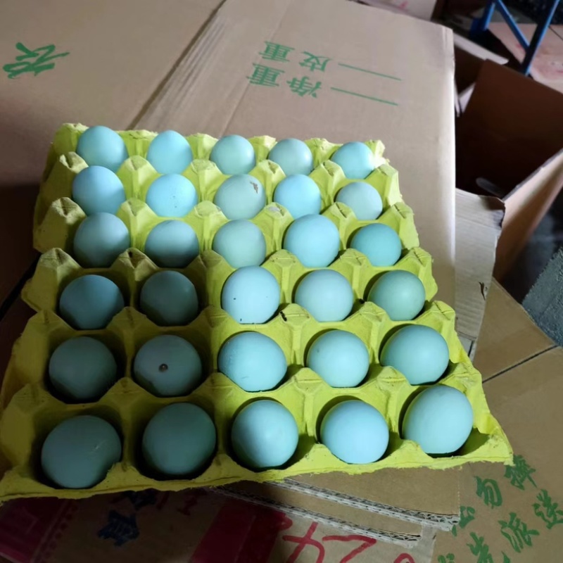 480枚绿壳鸡蛋绿壳乌鸡蛋绿壳草鸡蛋鸡场直供包新鲜